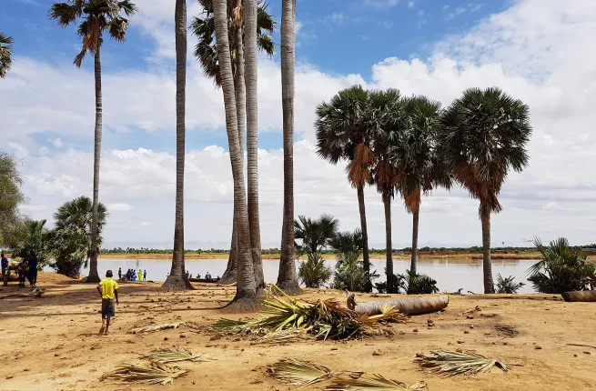 Rôniers et palmier doum au bord du fleuve Sénégal