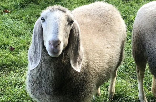 Détail d'un mouton de Saas aux oreilles tombantes