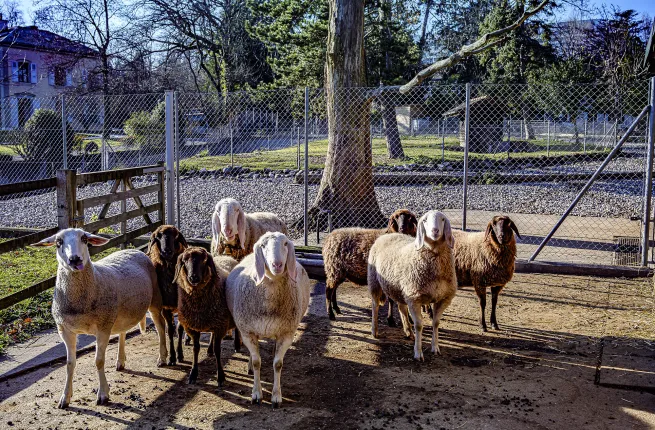 Les moutons d'Engadine de ProSpecieRara aux CJBG