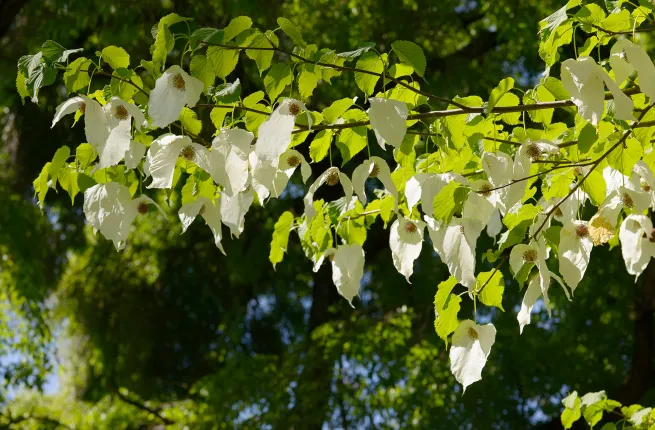 Floraison de l'arbre aux mouchoirs (Davidia involucrata)