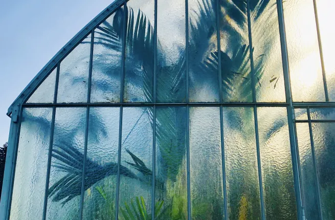 Détail de feuilles de palmier derrière la serre du jardin d'hiver