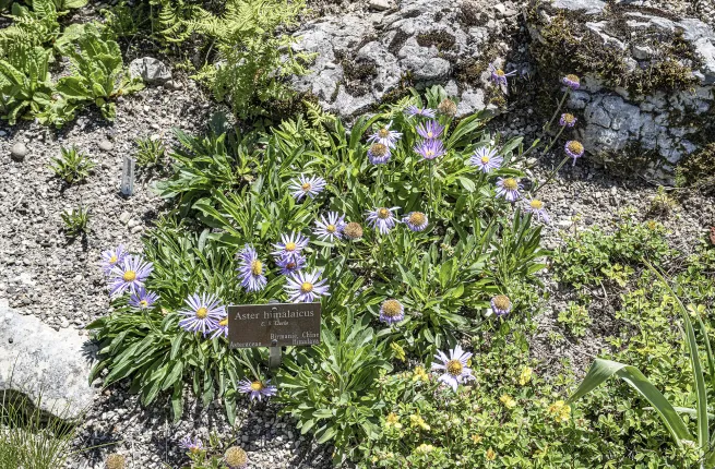 Aster himalaicus en floraison dans les rocailles