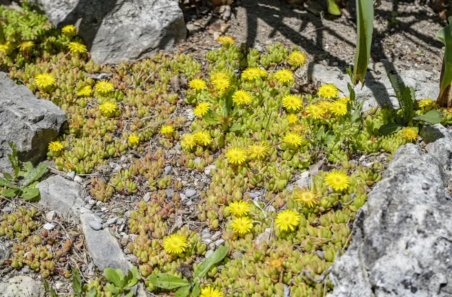 Pourpier à fleurs jaunes (Delosperma lineare) dans les rocailles