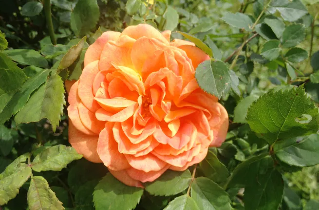 Détail d'une rose orange