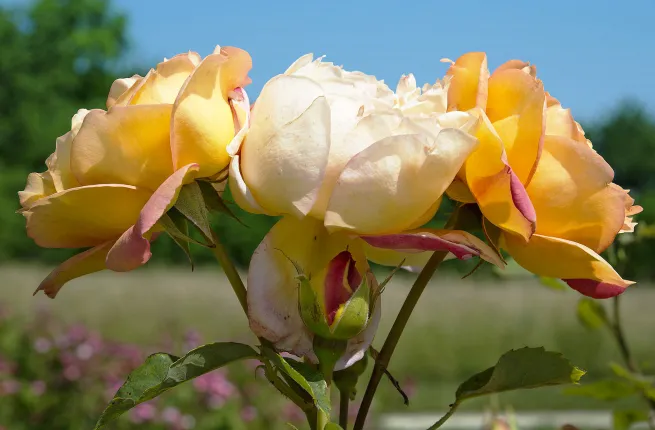 Roses jaunes dans la roseraie