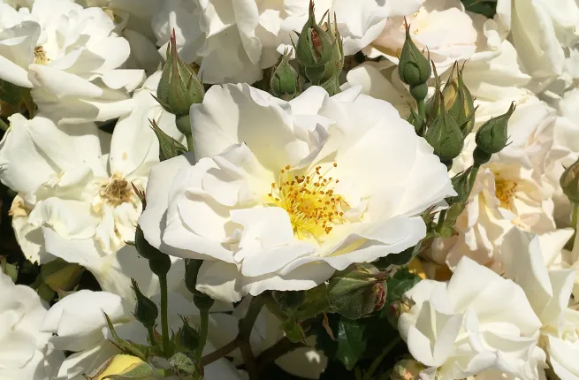 Roses blanches en fleurs