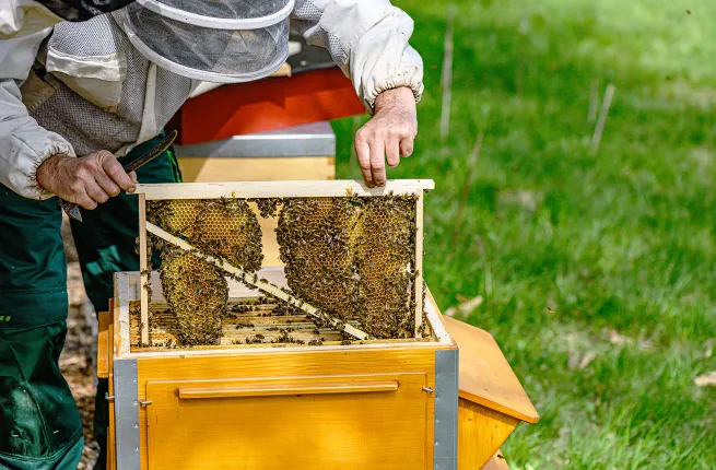 Apiculteur sortant un rayon couvert de miel et d'abeilles