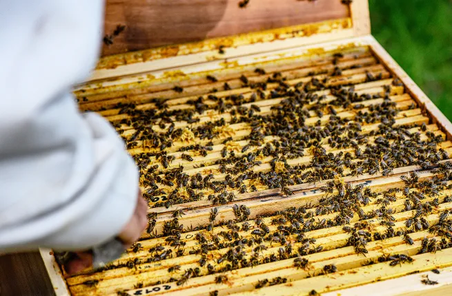 Apiculteur ouvrant une ruche pleine d'abeilles