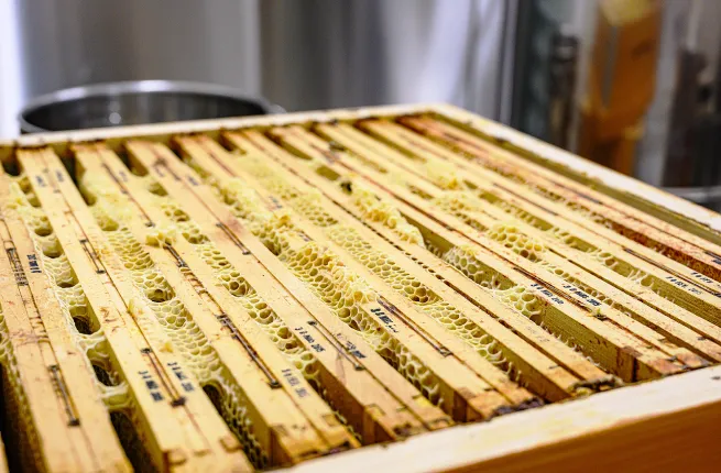 Rayons d'une ruche en attente d'extraction dans la miellerie