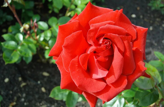 Rose rouge en fleur