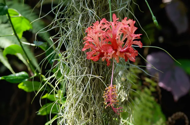 Détail de floraison dans la serre des broméliacées