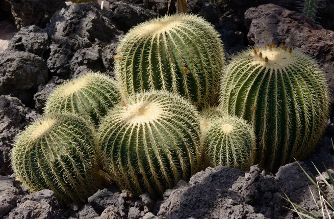 Cactus dans la serre volcanique