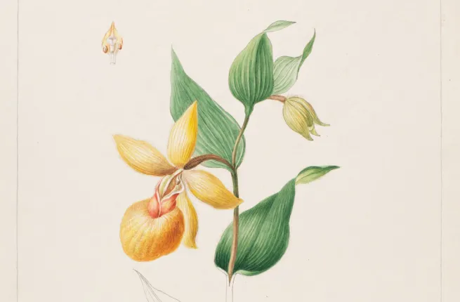 Détail d'une illustration botanique polychrome