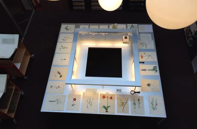 Table carrée vue d'en-haut, surmontée d'une lampe avec des planches d'herbier disposées tout autour pour consultation d'herbier