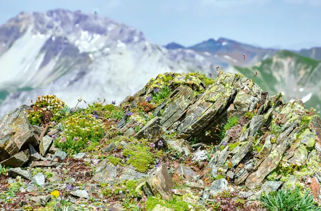 Rochers avec plantes alpines au premier plan et chaines de montagne au second plan
