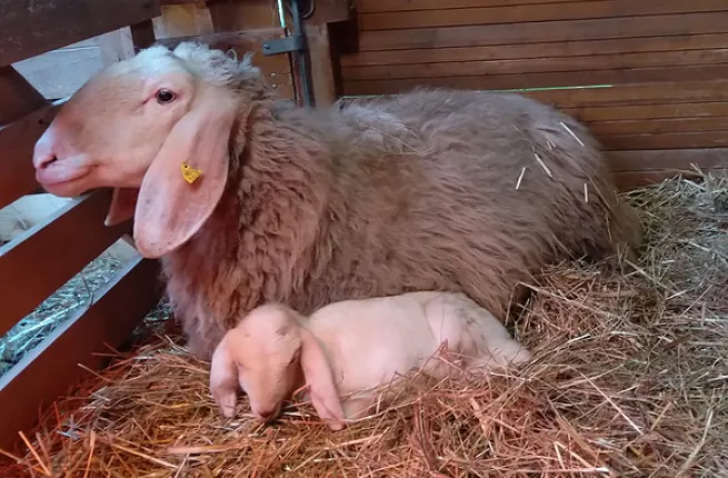 Jeune agneau de Saas et sa mère