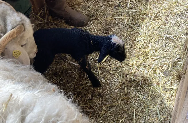 Jeune agneau et sa mère dans l'enclos de la bergerie