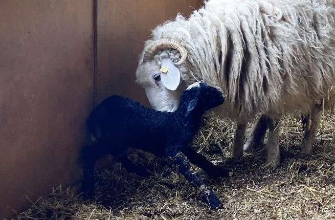 Jeune agneau et sa mère