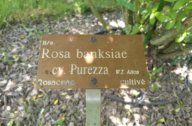 étiquette botanique de Rosa banksiae