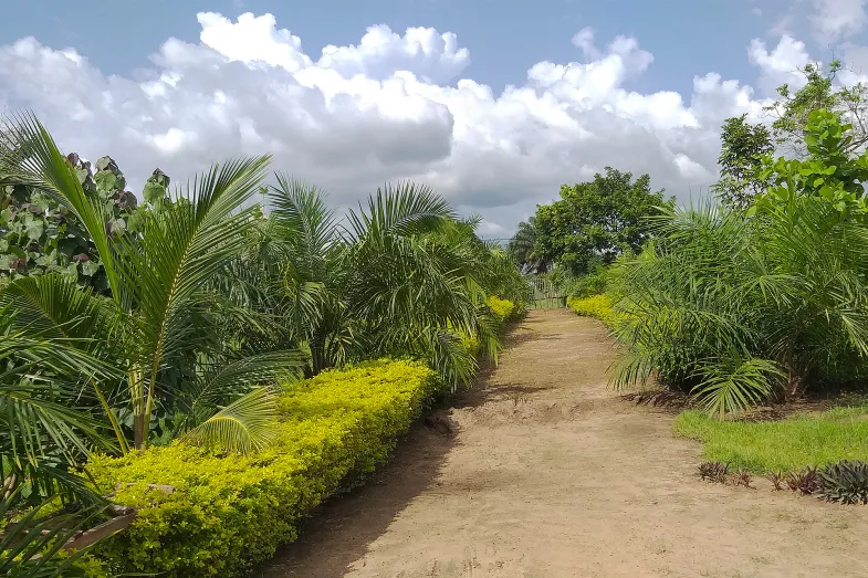 Jardin des palmiers en Côte d'Ivoire