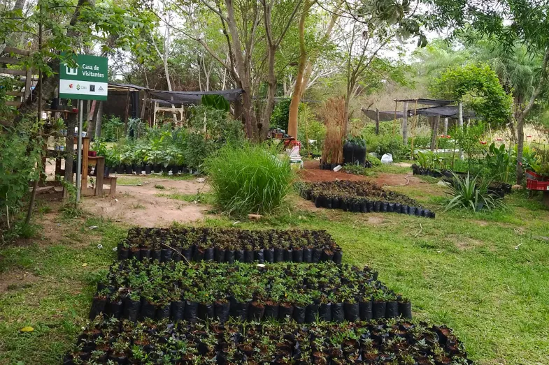 Pépinière de reforestation, Patiño, Paraguay