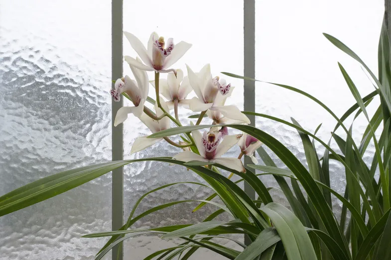 Détail d'orchidée en fleur dans le jardin d'hiver