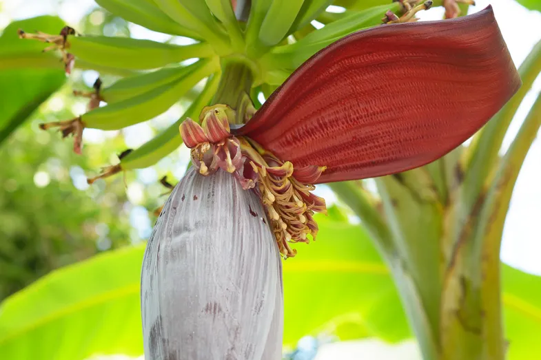 Détail d'une fleur de bananier