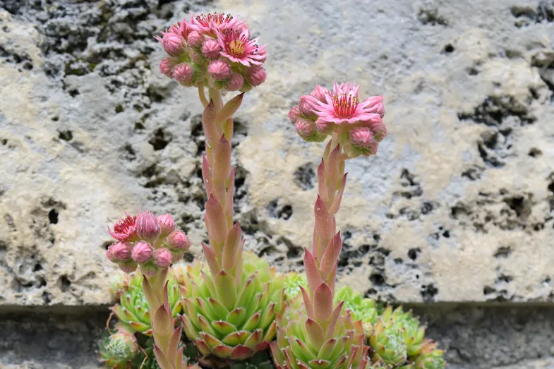 Joubarbe (Sempervivum) en fleurs