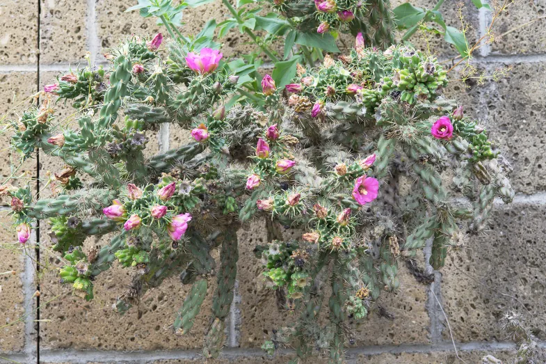 Détail de floraison sur le mur de tuf