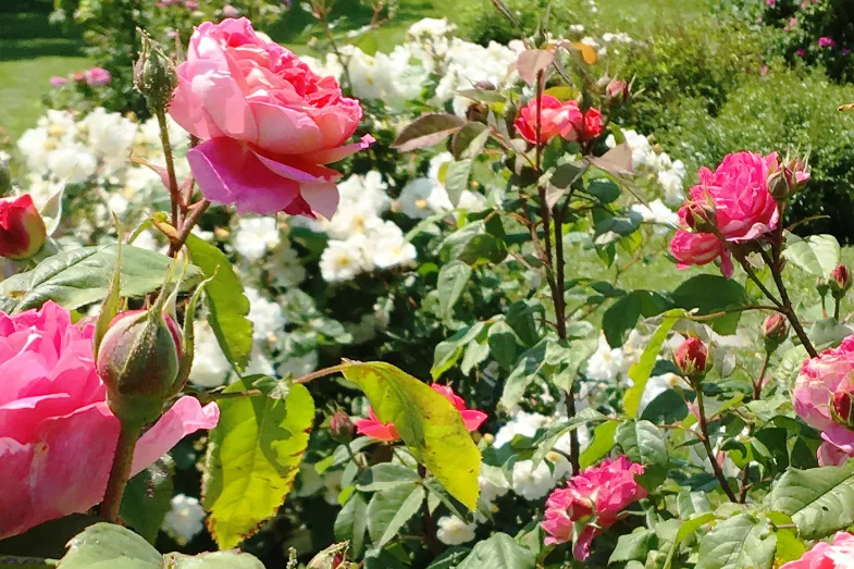 Roses blanches et roses en fleurs