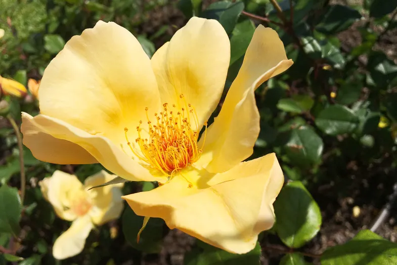 Roses jaunes dans la roseraie
