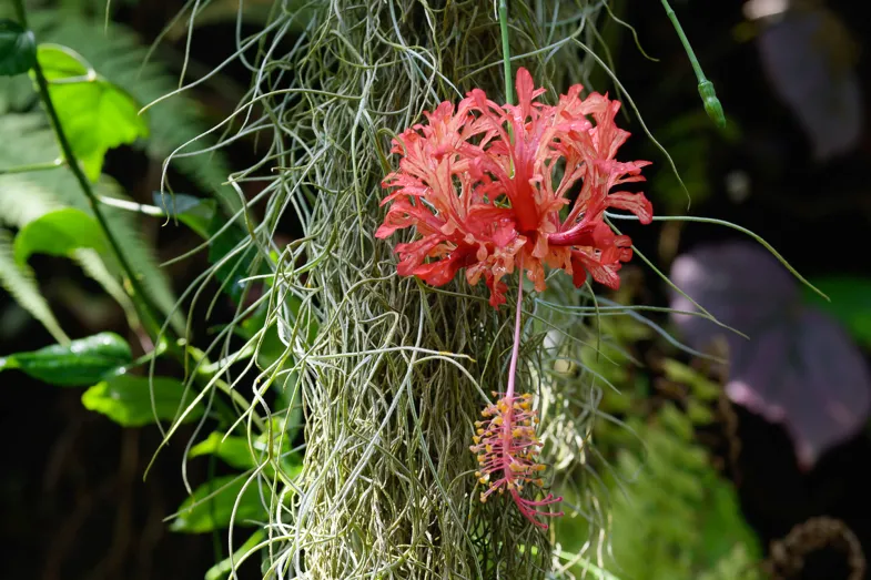 Détail de floraison dans la serre des broméliacées