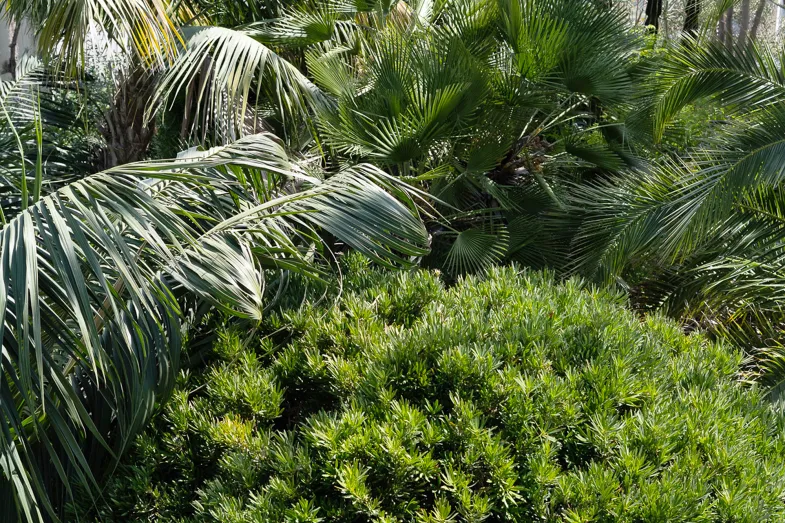 Vue plongeante sur les palmiers et podocarpus