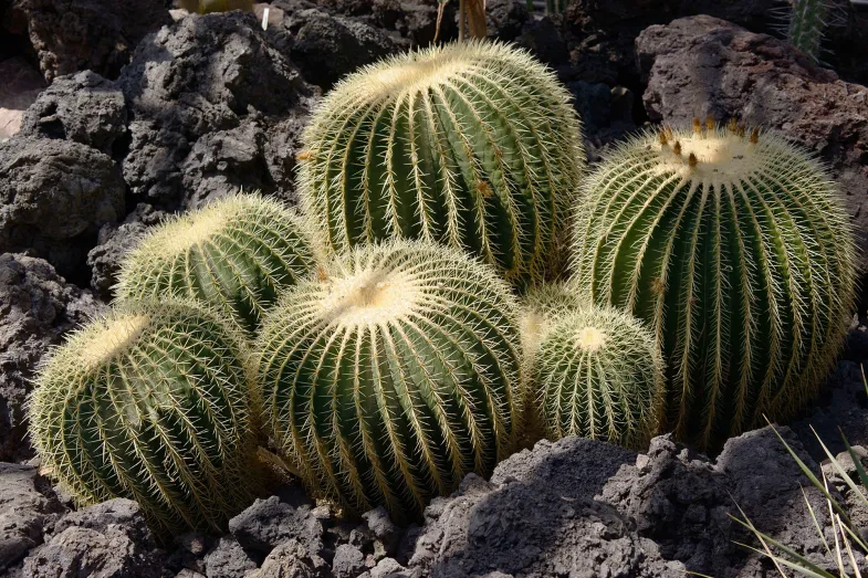 Cactus dans la serre volcanique