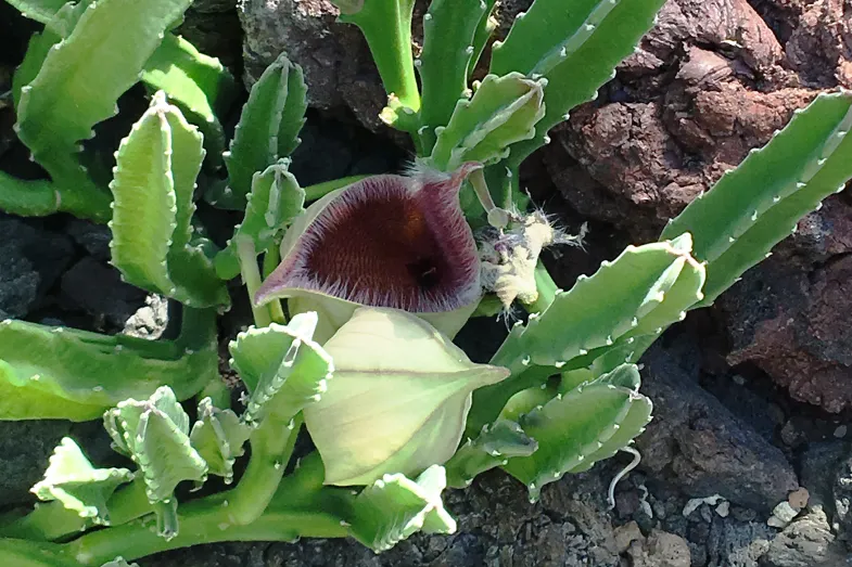 Stapelia grandiflora dans la serre volcanique
