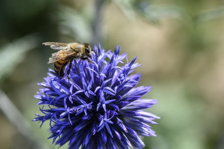 Une abeille butine une fleur violette