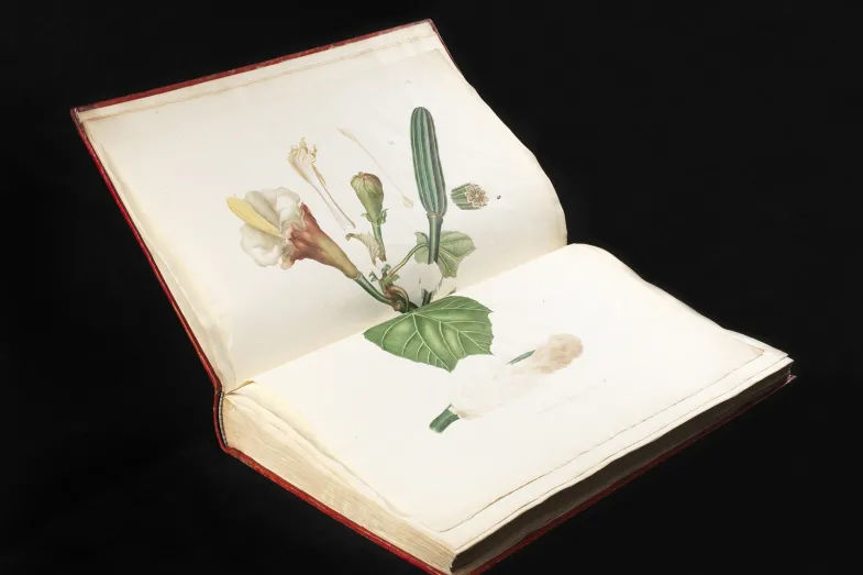 Dessin d'un rameau de balsa avec feuille, fleur et fruit dans un livre ouvert ancien sur fond noir