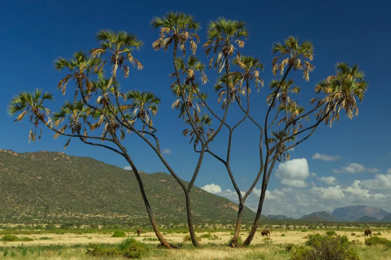 Paysage keynian avec en premier plan un palmier et en arrière plan le ciel bleu et une colline verte