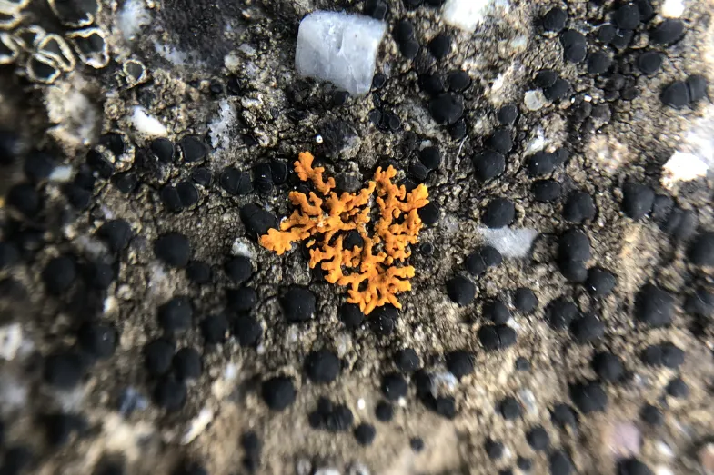 Lichen roange sur roche noire et grise
