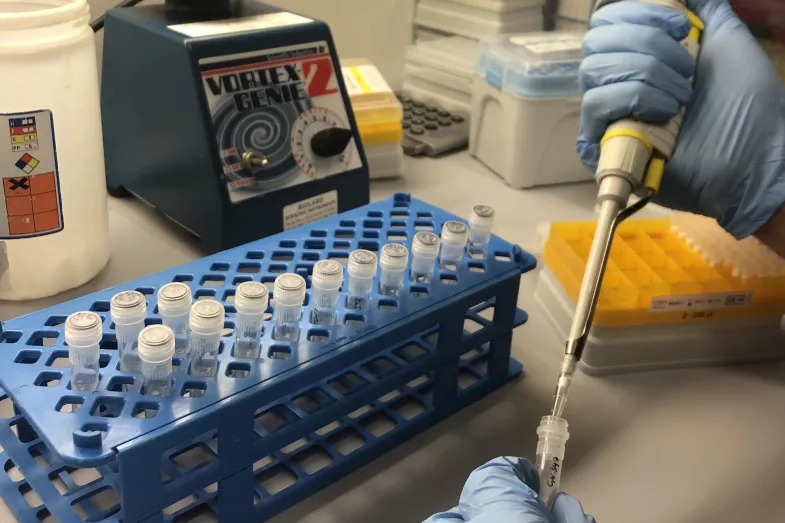 Une personne pipette une solution dans de petits tubes pour des analyses génétiques.