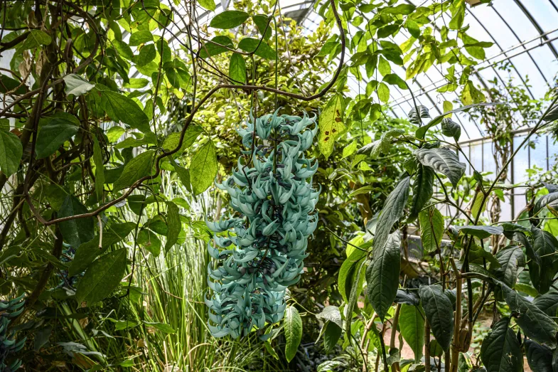 La grappe de fleurs turquoise se détache de la végétation de la serre
