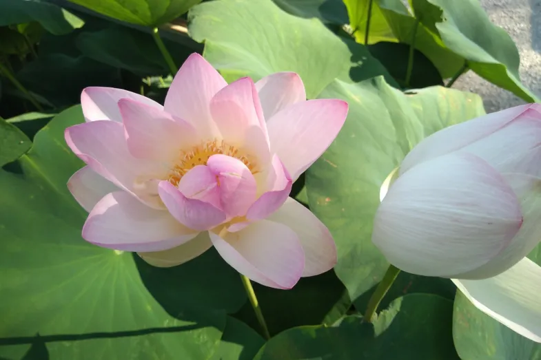 Détail de floraison du lotus sacré