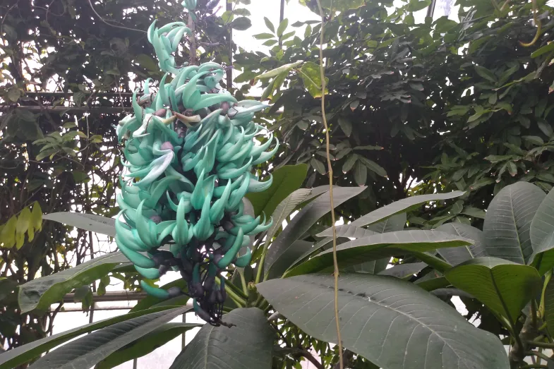 La liane de jade se détache des autres plantes du jardin d'hiver