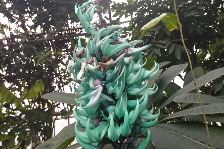 Détail de la grappe de fleurs turquoise de la liane de jade