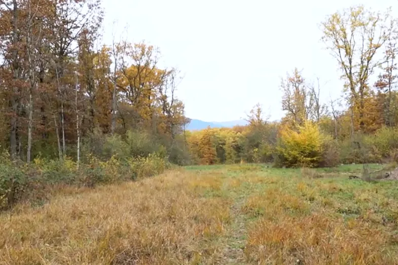 photographie d'une lisière de forêt en automne