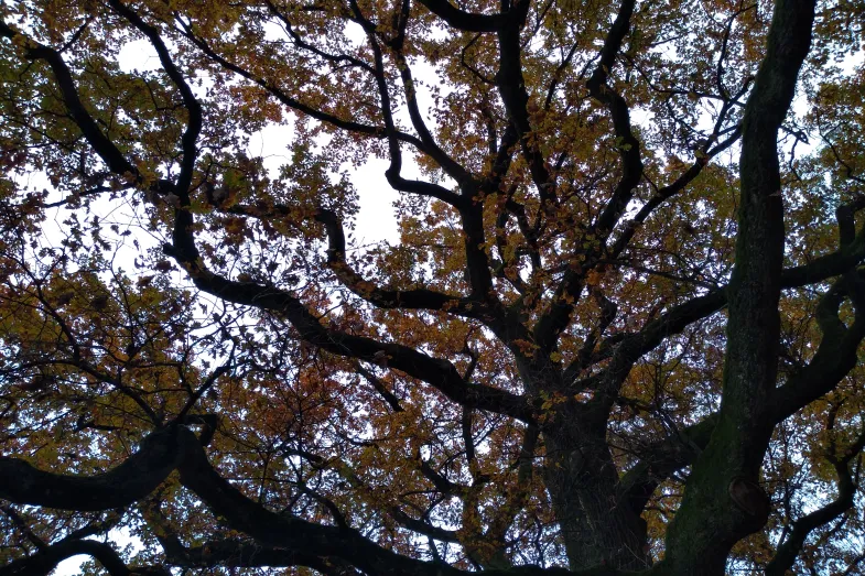 Les branches noires du chêne lézardent le ciel