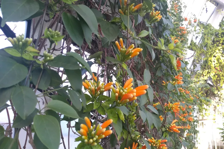 La liane grimpante offre des fleurs orange très décoratives