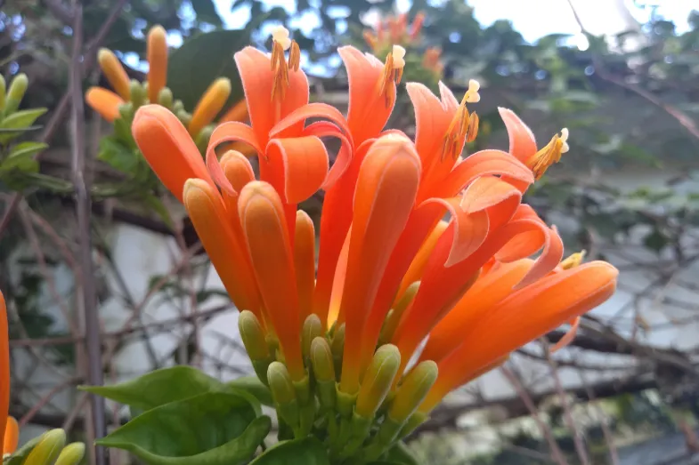 Détail des longues fleurs tubulaires orange vif organisées en grappe