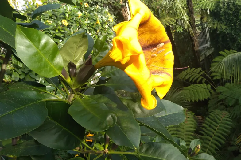 Détail de la fleur jaune en forme de trompette