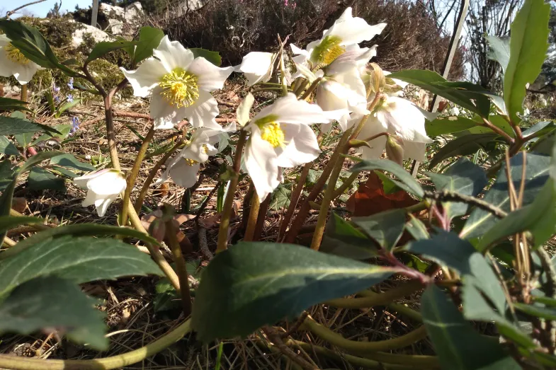 Bouquet d'Helleborus étalant leurs sépales blancs pétaloïdes